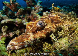 The colors in Crocodilefish' skin will light up to match ... by Steven Miller 